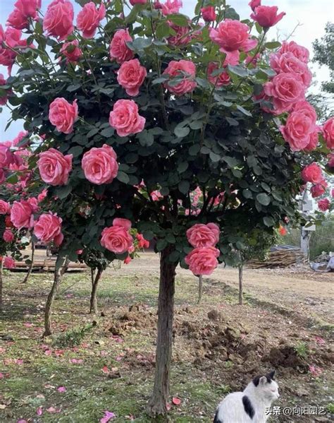 樹狀月季花哪裡買|月季｜優惠推